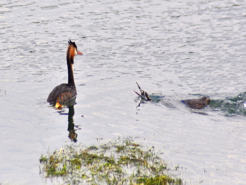 Podiceps cristatus